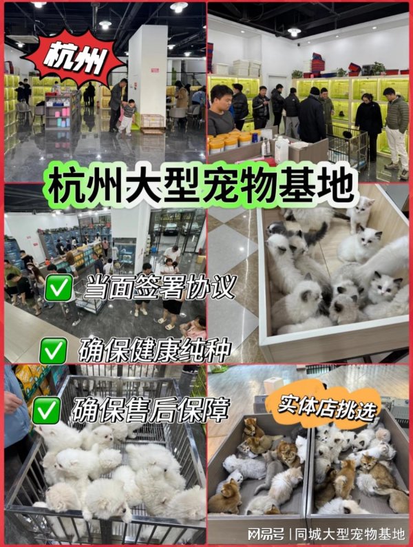 普惠配资 杭州哪里买宠物靠谱安全？这里有你想要的还能亲自挑选宠物哦